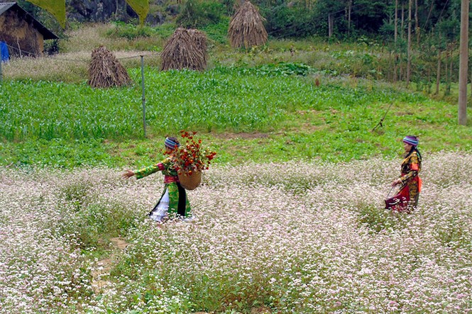 Tam giác mạch nở rộ trên cao nguyên đá - ảnh 1