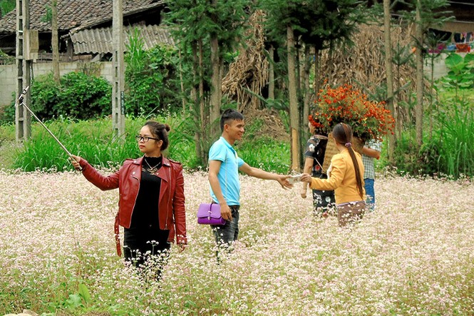 Tam giác mạch nở rộ trên cao nguyên đá - ảnh 3