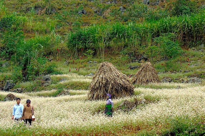 Tam giác mạch nở rộ trên cao nguyên đá - ảnh 11