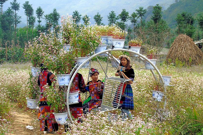 Tam giác mạch nở rộ trên cao nguyên đá - ảnh 6