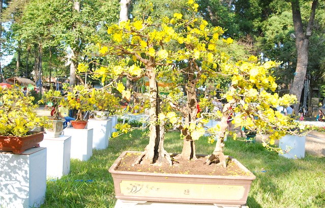 Ngắm những cây Mai thế độc đáo trong vườn hoa Tao Đàn - ảnh 2