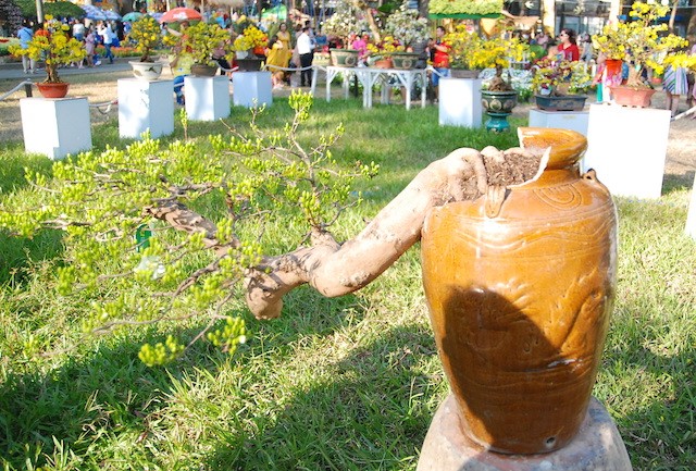 Ngắm những cây Mai thế độc đáo trong vườn hoa Tao Đàn - ảnh 6