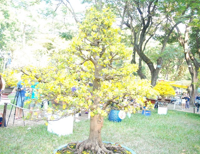Ngắm những cây Mai thế độc đáo trong vườn hoa Tao Đàn - ảnh 7