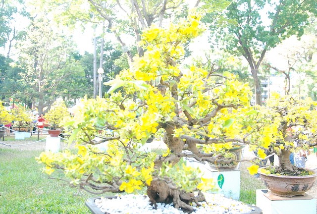 Ngắm những cây Mai thế độc đáo trong vườn hoa Tao Đàn - ảnh 8