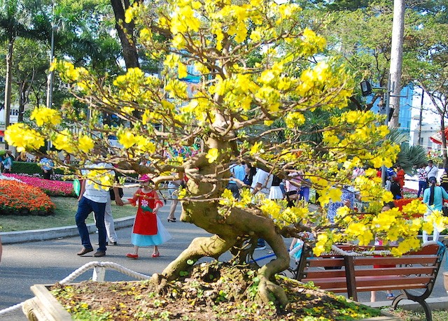 Ngắm những cây Mai thế độc đáo trong vườn hoa Tao Đàn - ảnh 9