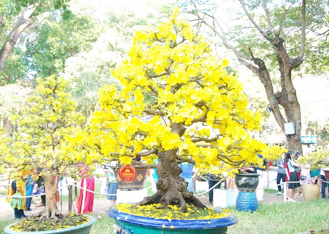 Ngắm những cây Mai thế độc đáo trong vườn hoa Tao Đàn - ảnh 10