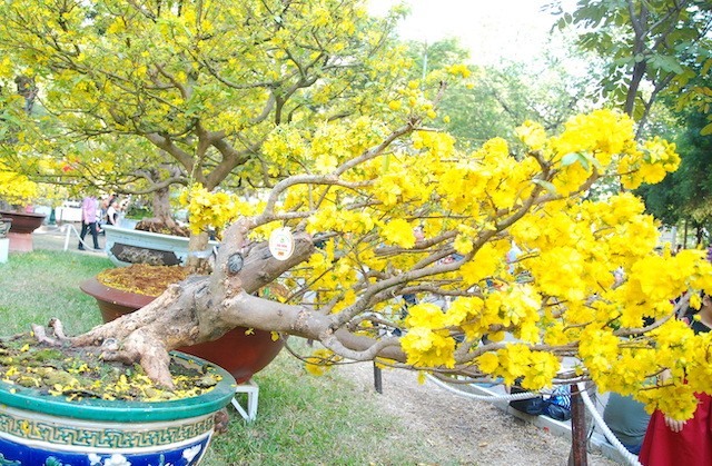 Ngắm những cây Mai thế độc đáo trong vườn hoa Tao Đàn - ảnh 11