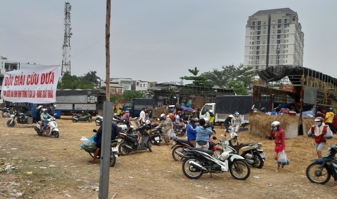 Người Sài Gòn 'giải cứu dưa' giúp nông dân Bình Định - ảnh 1