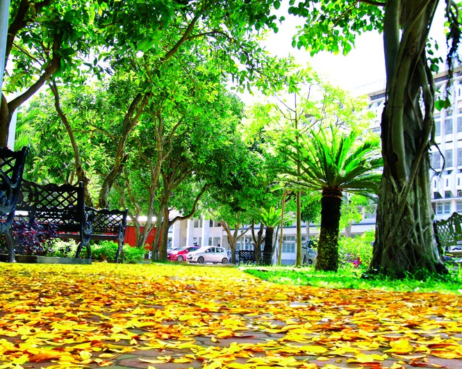 Ấn tượng vẻ đẹp Trường Đại học Vinh - ảnh 11