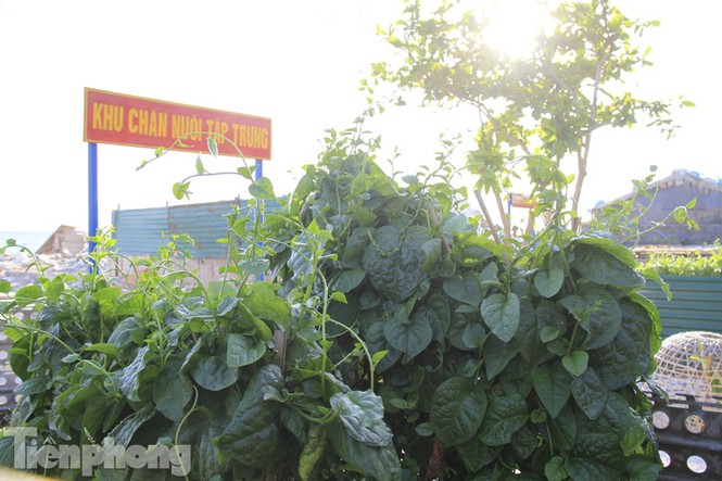 Cận cảnh vườn rau xanh tốt quanh năm ở Trường Sa - ảnh 1
