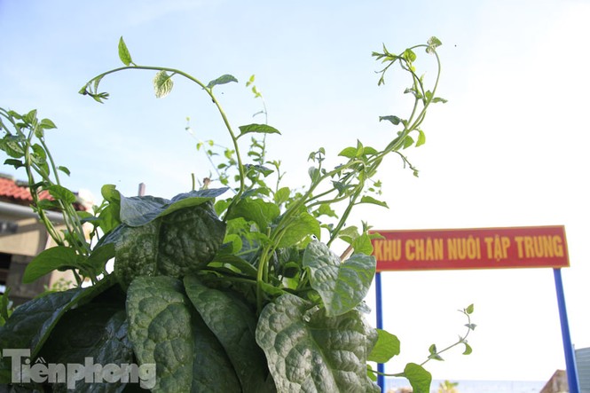 Cận cảnh vườn rau xanh tốt quanh năm ở Trường Sa - ảnh 2