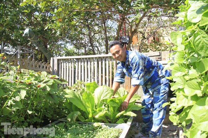 Cận cảnh vườn rau xanh tốt quanh năm ở Trường Sa - ảnh 8