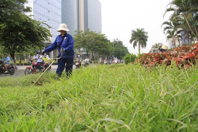 cắt cỏ trở lại - ảnh 2