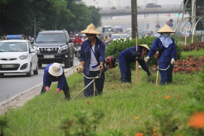 cắt cỏ trở lại - ảnh 3