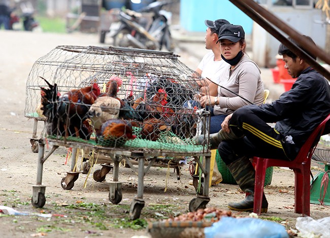 Rợn người vào chợ gà đúng lúc rộ dịch cúm - ảnh 3