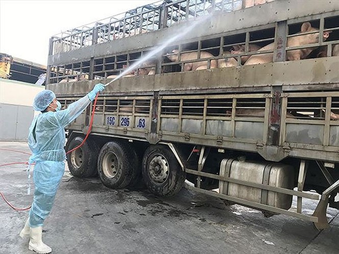 TPHCM họp khẩn vì phát hiện ổ dịch tả heo châu Phi đầu tiên - ảnh 1