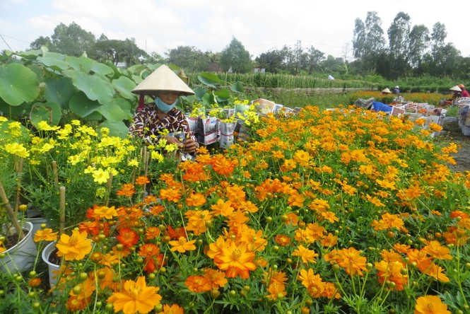 Mai vàng, hoa Tết nhộn nhịp xuống phố - ảnh 16