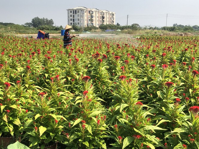 Mai vàng, hoa Tết nhộn nhịp xuống phố - ảnh 14