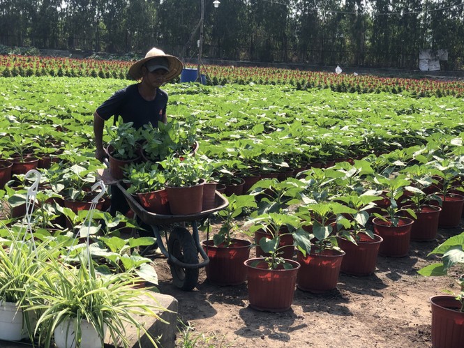 Mai vàng, hoa Tết nhộn nhịp xuống phố - ảnh 15
