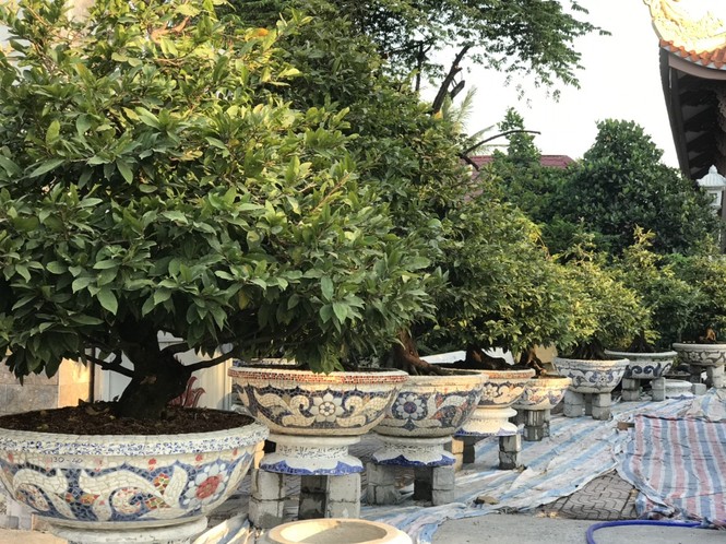 Mai vàng, hoa Tết nhộn nhịp xuống phố - ảnh 5