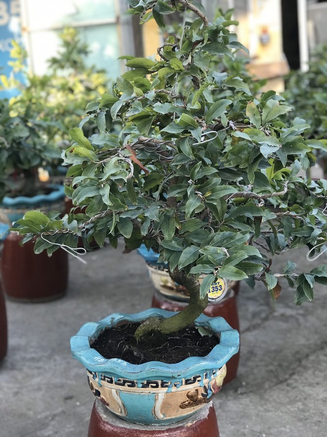 Mai vàng, hoa Tết nhộn nhịp xuống phố - ảnh 6