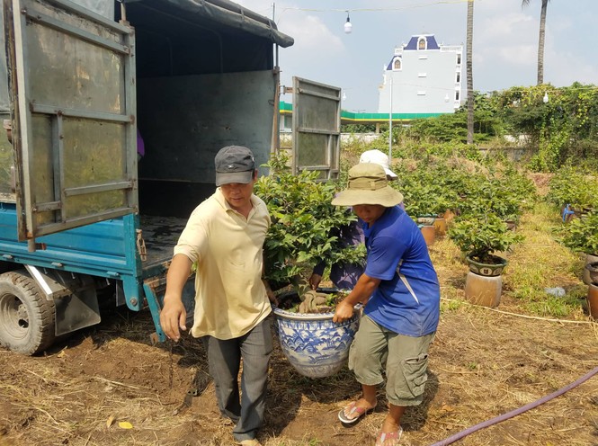 Mai vàng, hoa Tết nhộn nhịp xuống phố - ảnh 2