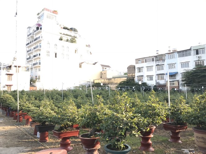 Mai vàng, hoa Tết nhộn nhịp xuống phố - ảnh 9