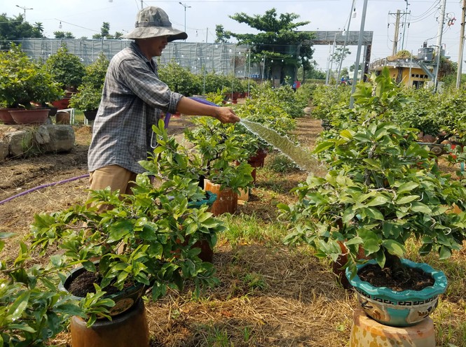 Mai vàng, hoa Tết nhộn nhịp xuống phố - ảnh 3