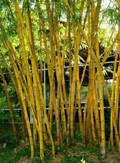 Nhảy từ ghế xuống đất, bé gái bị tre cảnh đâm xuyên hậu môn - ảnh 1