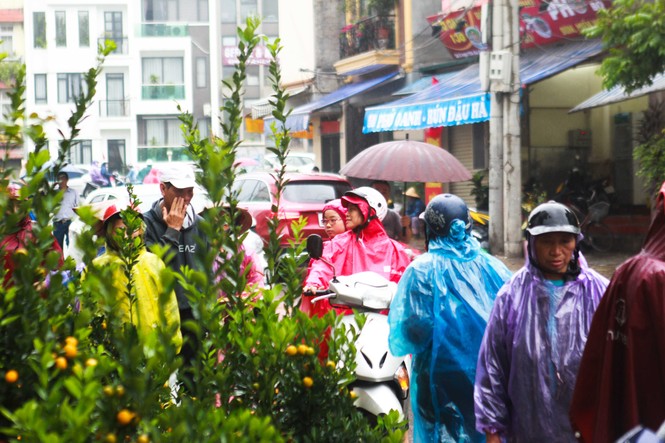 Đào quất phá giá chiều 30 Tết, người Hà Nội đội mưa đi mua - ảnh 2