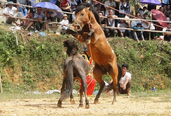 Chọi ngựa độc đáo ở Hà Giang - ảnh 1