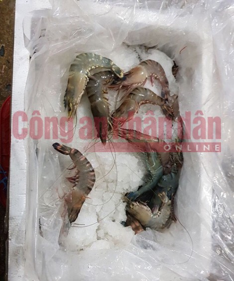 Bơm 'chất lạ' vào tôm chết rồi bán cho nhà hàng, tiệc cưới ở Hà Nội - ảnh 1