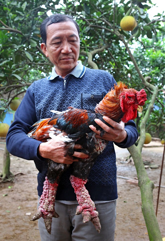 Làm giàu từ mô hình nuôi gà Đông Tảo - ảnh 1