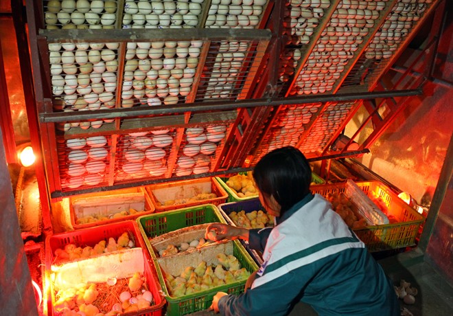 Làm giàu từ mô hình nuôi gà Đông Tảo - ảnh 5
