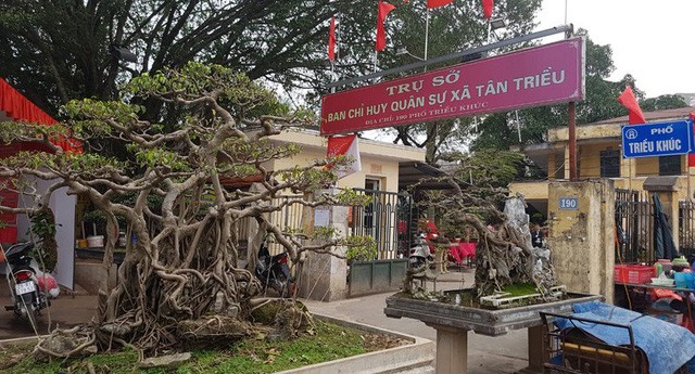 Cuộc đọ cây tiền tỷ của dân làng Triều Khúc - ảnh 9