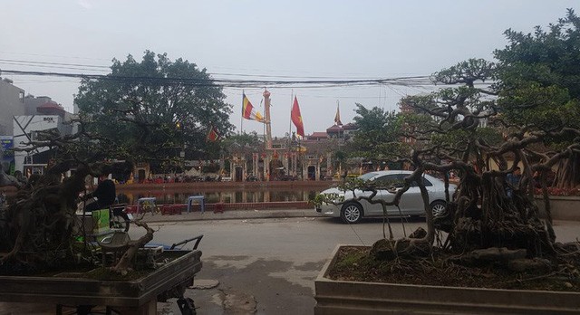 Cuộc đọ cây tiền tỷ của dân làng Triều Khúc - ảnh 10