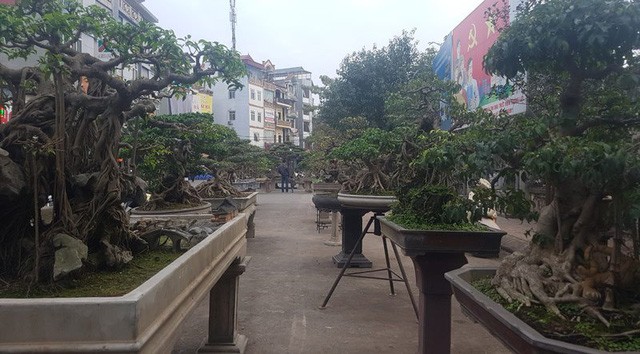 Cuộc đọ cây tiền tỷ của dân làng Triều Khúc - ảnh 11