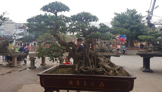 Cuộc đọ cây tiền tỷ của dân làng Triều Khúc - ảnh 1