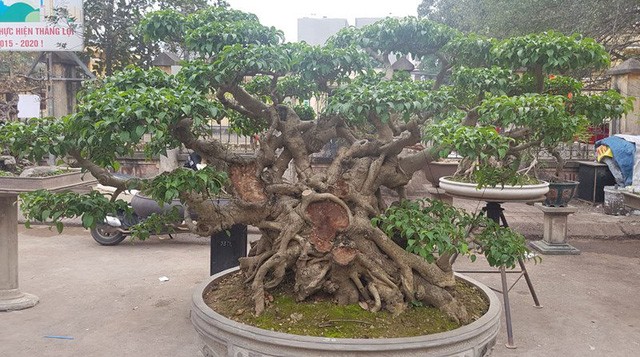 Cuộc đọ cây tiền tỷ của dân làng Triều Khúc - ảnh 5