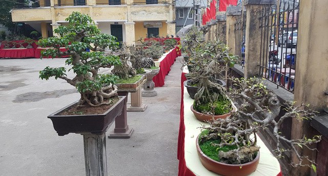 Cuộc đọ cây tiền tỷ của dân làng Triều Khúc - ảnh 6