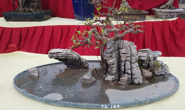 Cuộc đọ cây tiền tỷ của dân làng Triều Khúc - ảnh 7