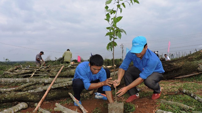 Đắk Lắk: Tuổi trẻ trồng rừng kỷ niệm sinh nhật Bác - ảnh 3