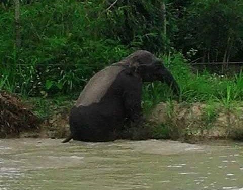 Voi rừng ở Sơn La xuống bản tắm ao, giẫm lúa của dân - ảnh 1
