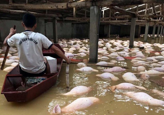 Hàng nghìn con lợn của trang trại ở Thanh Hóa chết đuối trong lũ - ảnh 1