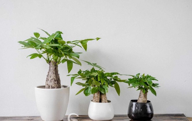 Những món quà tặng siêu đẹp, đáng yêu dành cho thầy cô - ảnh 3