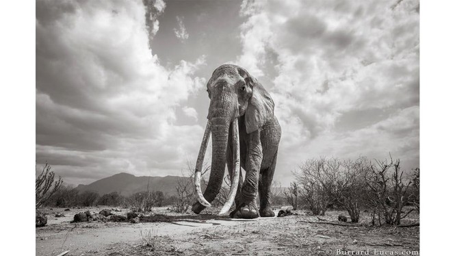 ‘Nữ hoàng Voi’ khổng lồ ở Kenya được chụp bằng beetlecam - ảnh 1