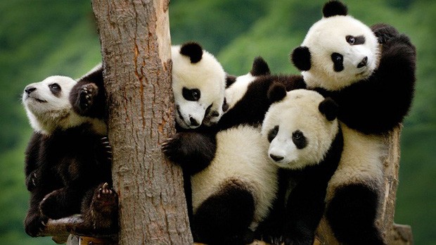 1001 thắc mắc: Tại sao gấu trúc thích nghe tình ca khi làm 'chuyện ấy'? - ảnh 1