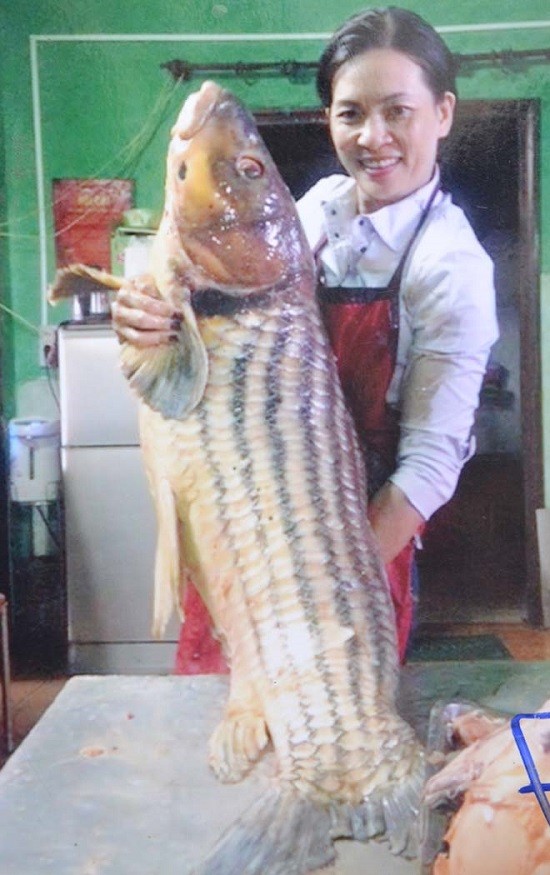 Loài cá thọ 50 năm, hiếm có khó tìm, ẩn mình dưới dòng Sê San - ảnh 1