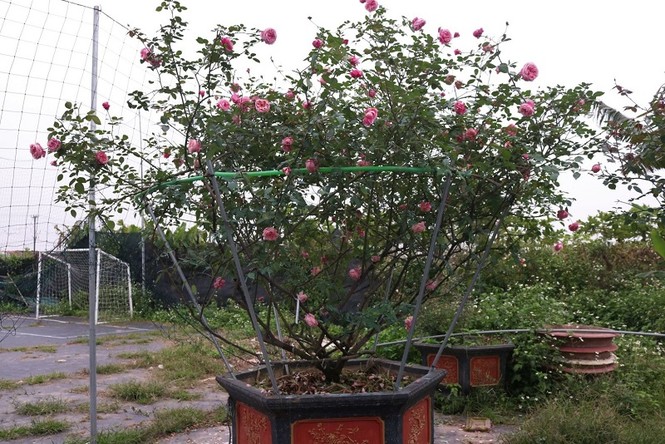 ‘Mãn nhãn’ những giống hồng cổ được ‘săn lùng’ chơi Tết - ảnh 1