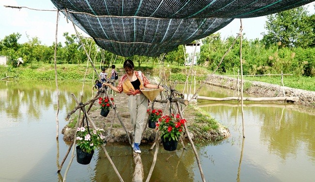 Vườn quýt Lai Vung tấp nập đón khách dịp cận Tết - ảnh 5